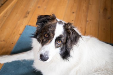 Şirin beyaz köpek evde oynuyor.