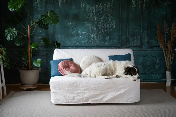 cute white dog in bed