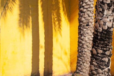 Palmiye ağaçları ve kopyalama alanı olan sarı duvar