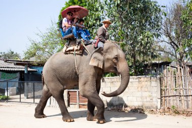 CHIANG RAI, THAILAND - Şubat 2019 Tayland, Chiang Rai yakınlarındaki fil binicilik kampı