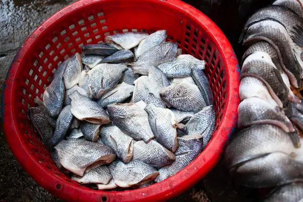 Bangkok Pazarda Taze Balık - Stok İmaj