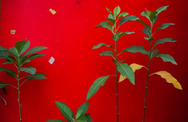 Kırmızı Arkaplanda Yeşil Yapraklar Stok Fotoğraf