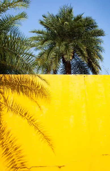 Palmy Żółta Ściana Przestrzenią Kopiowania Obrazek Stockowy