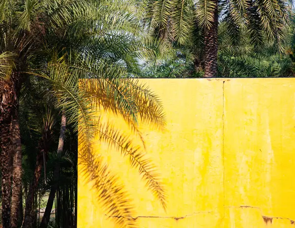 Palmy Żółta Ściana Przestrzenią Kopiowania Zdjęcia Stockowe bez tantiem