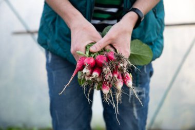 organik kırmızı turplar bahçeden yeni toplandı