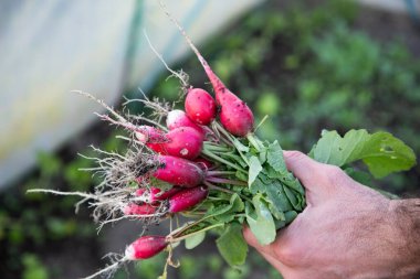 organik kırmızı turplar bahçeden yeni toplandı