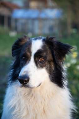 Doğada oynayan sevimli beyaz çoban köpeği.