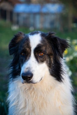 Doğada oynayan sevimli beyaz çoban köpeği.