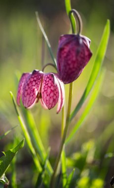 nesli tükenmekte olan vahşi satranç çiçeği (Fritillaria meleagris) ya da yılanın başı fritillary