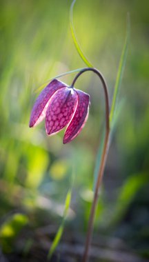 nesli tükenmekte olan vahşi satranç çiçeği (Fritillaria meleagris) ya da yılanın başı fritillary