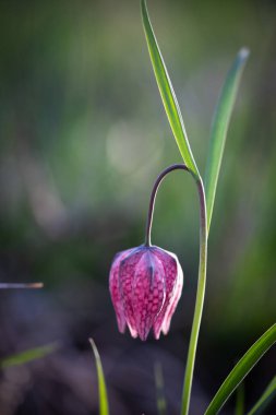 nesli tükenmekte olan vahşi satranç çiçeği (Fritillaria meleagris) ya da yılanın başı fritillary