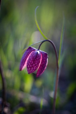 nesli tükenmekte olan vahşi satranç çiçeği (Fritillaria meleagris) ya da yılanın başı fritillary