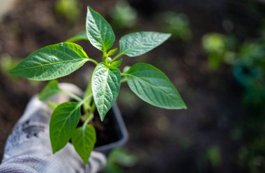 yeşil organik biber tohumları ekmeye hazır.