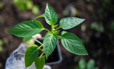 yeşil organik biber tohumları ekmeye hazır.