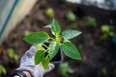 yeşil organik biber tohumları ekmeye hazır.