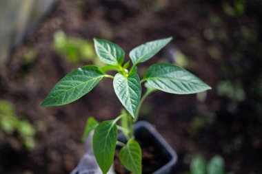 yeşil organik biber tohumları ekmeye hazır.