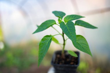 yeşil organik biber tohumları ekmeye hazır.