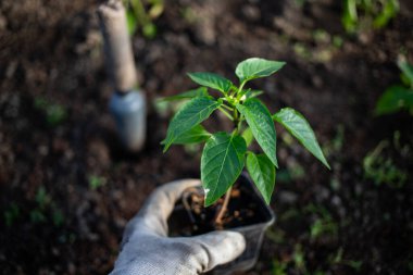 yeşil organik biber tohumları ekmeye hazır.
