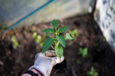 yeşil organik biber tohumları ekmeye hazır.