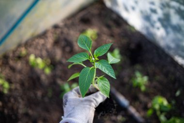 yeşil organik biber tohumları ekmeye hazır.