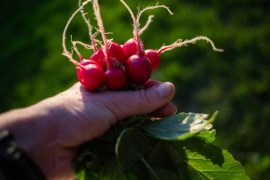 organik kırmızı turplar bahçeden yeni toplandı
