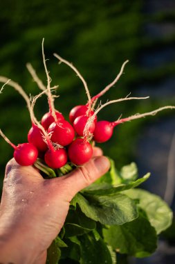 organik kırmızı turplar bahçeden yeni toplandı