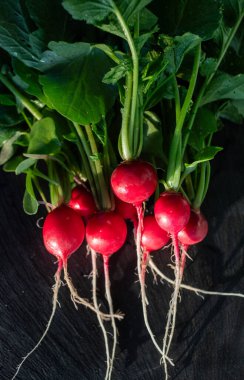 organik kırmızı turplar bahçeden yeni toplandı