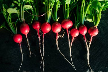 organik kırmızı turplar bahçeden yeni toplandı