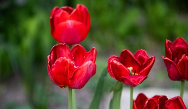 İlkbaharda açan güzel lale