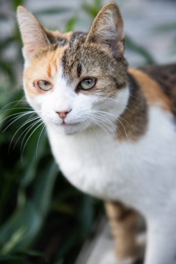 Doğadaki sevimli küçük kedi