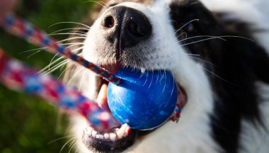 Doğada oynayan sevimli beyaz çoban köpeği.