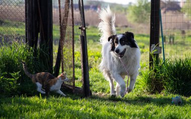 Doğada oynayan sevimli beyaz çoban köpeği.