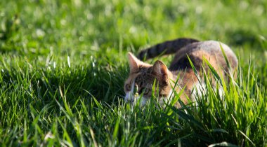 Doğadaki sevimli küçük kedi