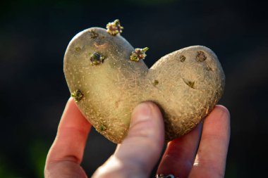 Kalp şeklinde patatesleri tutan çiftçi organik bahçe ekmeye hazır.