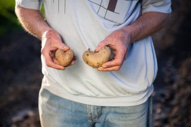 Kalp şeklinde patatesleri tutan çiftçi organik bahçe ekmeye hazır.
