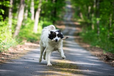 Doğada oynayan sevimli beyaz çoban köpeği.