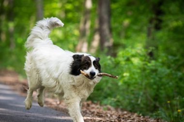 Doğada oynayan sevimli beyaz çoban köpeği.