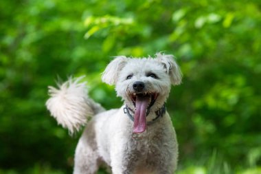 Tatlı pumi köpeği dışarıda eğleniyor.