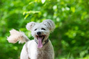 Tatlı pumi köpeği dışarıda eğleniyor.