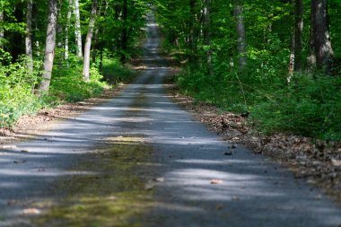 Yazın yeşil ormanda yol