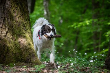 Doğada oynayan sevimli beyaz çoban köpeği.