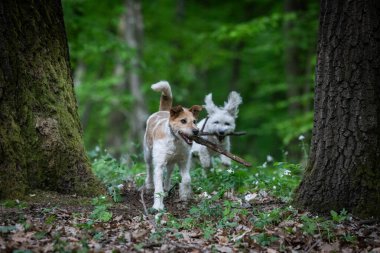 Dışarıda oynayan sevimli teriyer.