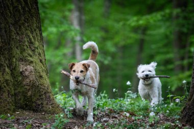 Dışarıda oynayan sevimli teriyer.