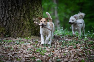 Dışarıda oynayan sevimli teriyer.
