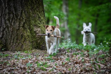 Dışarıda oynayan sevimli teriyer.