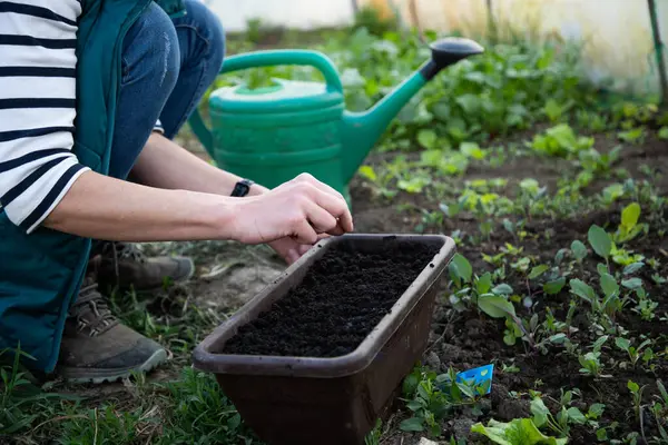 planting seeds in a raised bed home gardening