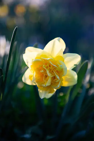 Krásný Narcis Kvetoucí Jaře — Stock fotografie