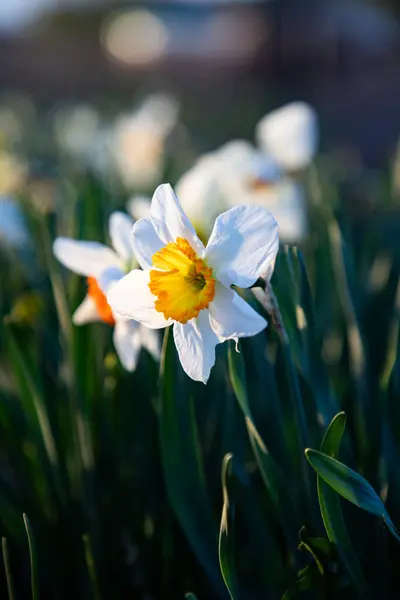 Krásný Narcis Kvetoucí Jaře — Stock fotografie