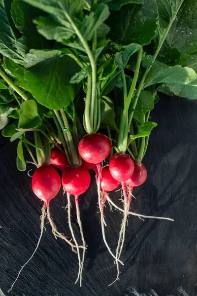 Organic Red Radishes Freshly Collected Garden — Stock Photo, Image
