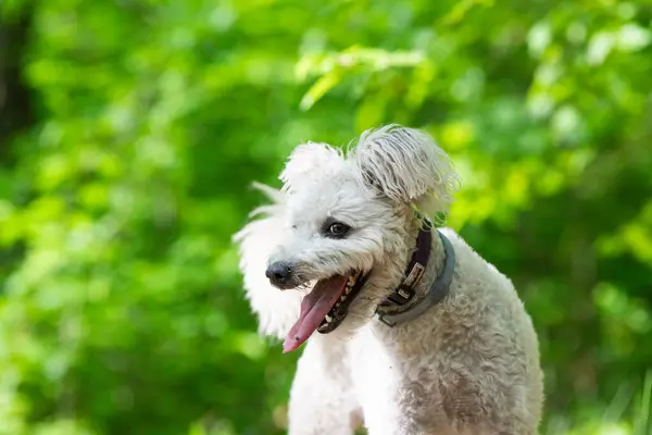 Cute Little Pumi Dog Enjoying Outdoors — Fotografia de Stock